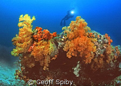 the beautiful soft corals of northern Sulawesi by Geoff Spiby 